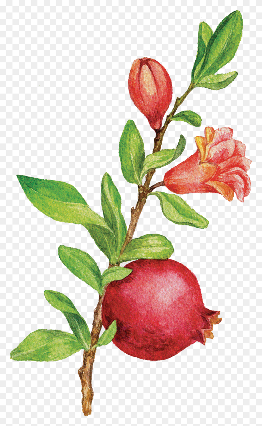 1162x1946 Pomegranate Tree, Plant, Flower, Blossom HD PNG Download