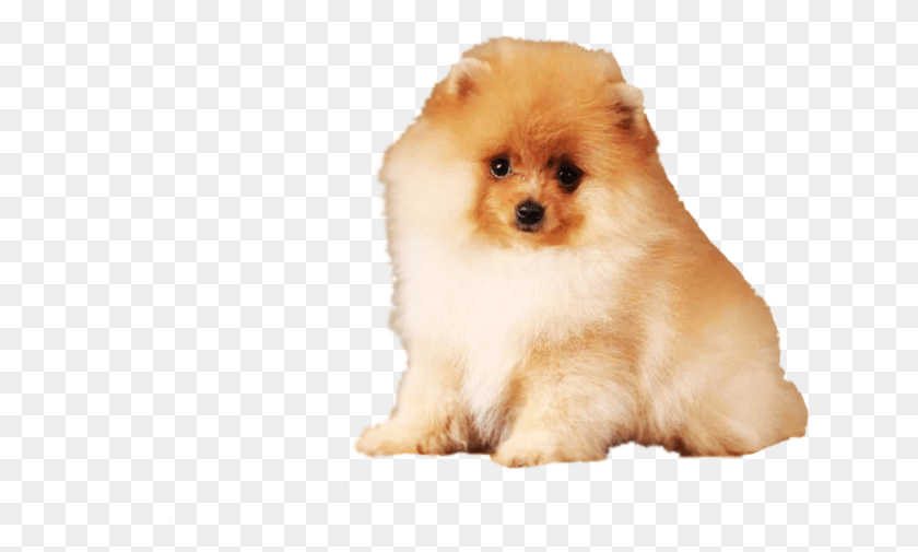 642x445 Pomeranian Boo, Puppy, Dog, Pet HD PNG Download
