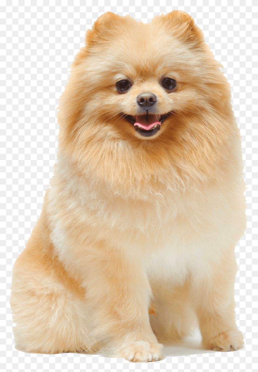 953x1405 Pomeranian Border Collie And Pomeranian, Dog, Pet, Canine HD PNG Download
