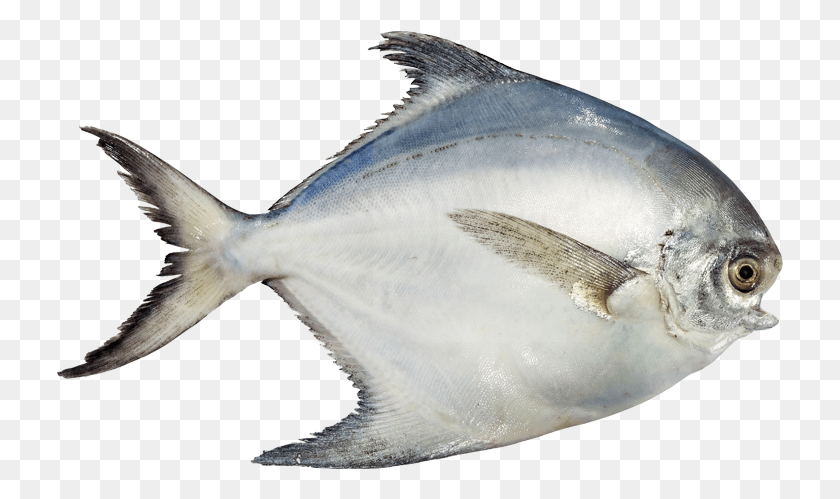 727x439 Pomfret White Pomfret Fish, Animal, Sea Life, Bird HD PNG Download