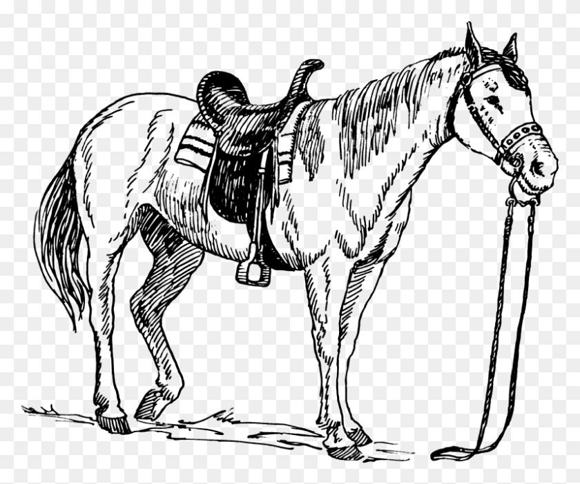 797x656 Pommel 1 Horse Drawing With Saddle, Gray, World Of Warcraft HD PNG Download