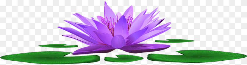 Pond, Flower, Lily, Plant, Purple PNG