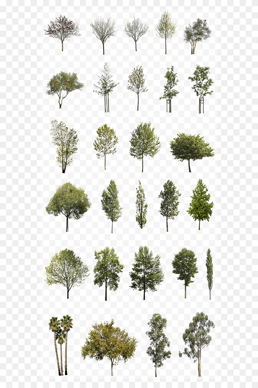 576x1200 Pond Pine, Tree, Plant, Conifer HD PNG Download
