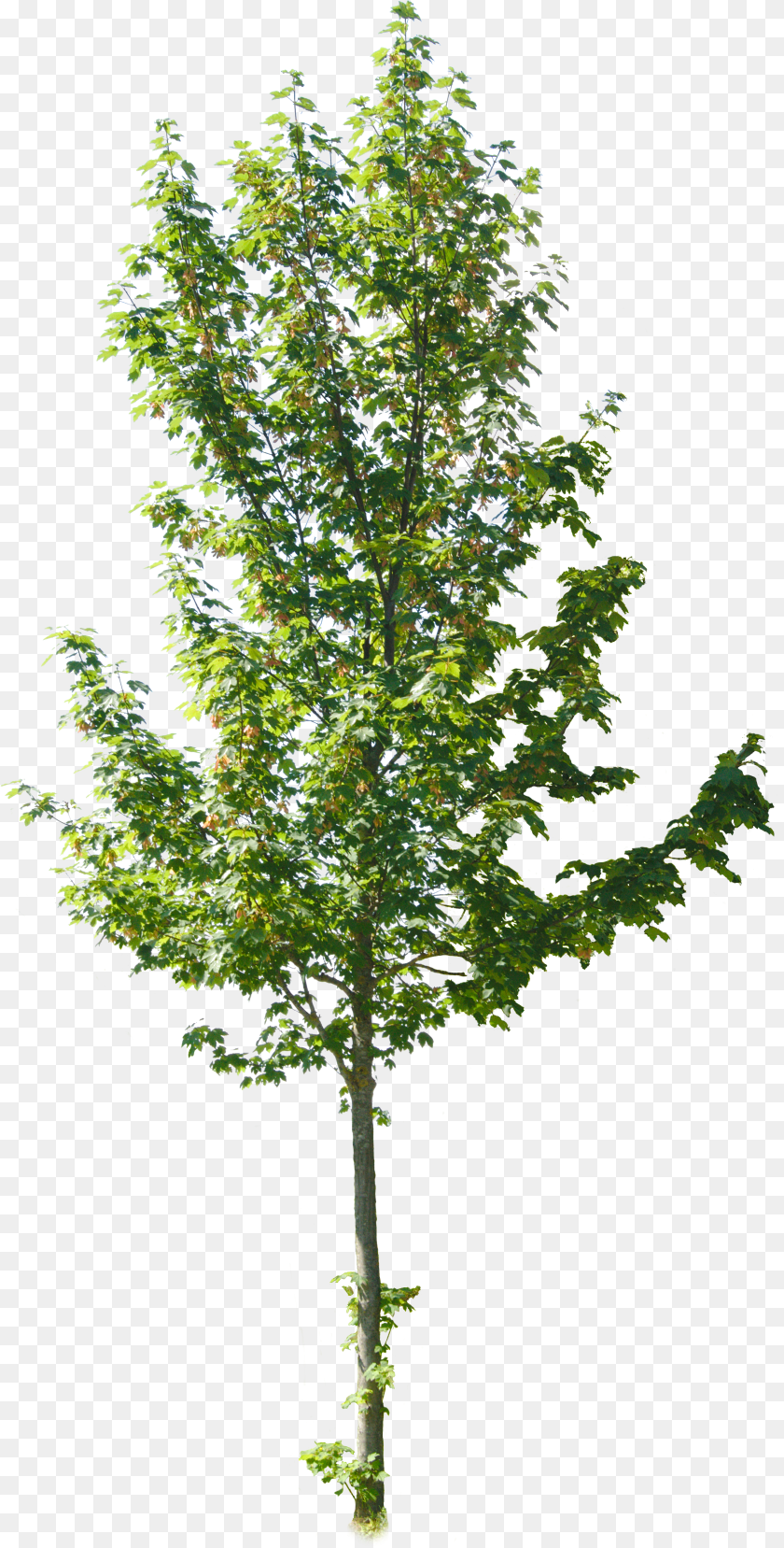 Pond Pine Clipart PNG