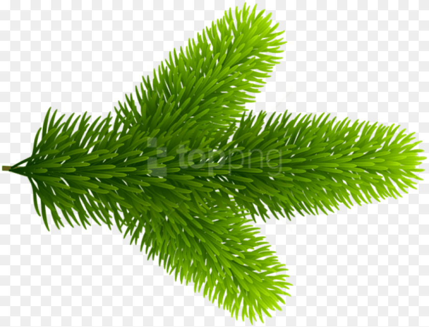 Pond Pine Pond Pine, Conifer, Fir, Plant, Spruce PNG