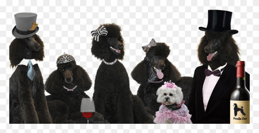 955x456 Poodle Day Carmel California September 28 Poodle Day Carmel 2018, Dog, Pet, Canine HD PNG Download