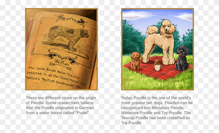 649x452 Poodle Picture Frame, Advertisement, Poster, Flyer HD PNG Download
