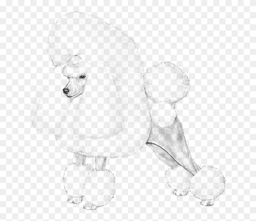 657x665 Poodle Poodle Breed Standard, Gray, World Of Warcraft HD PNG Download