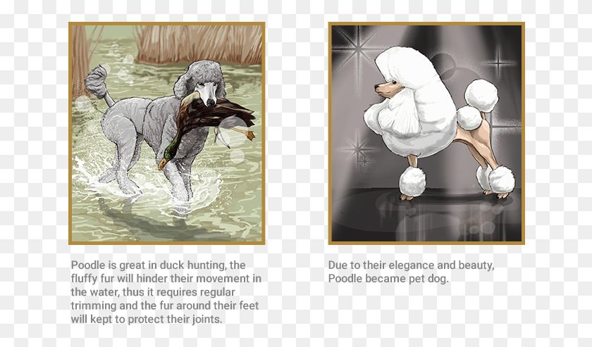 651x433 Poodle Stallion, Person, Human, Outdoors HD PNG Download