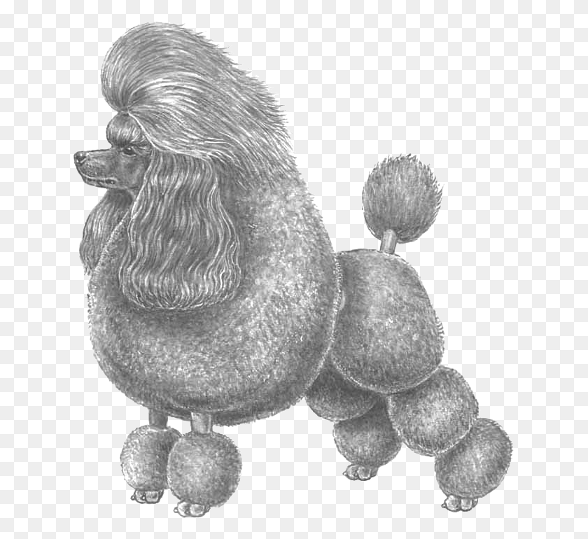 631x710 Caniche Toy Dvrg Pudel, Animal, Planta, Perro Hd Png
