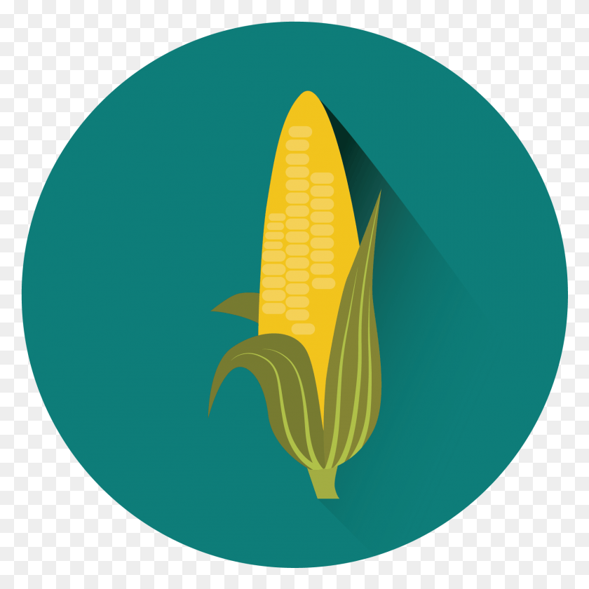1627x1627 Popcorn Delights Illustration, Plant, Vegetable, Food HD PNG Download
