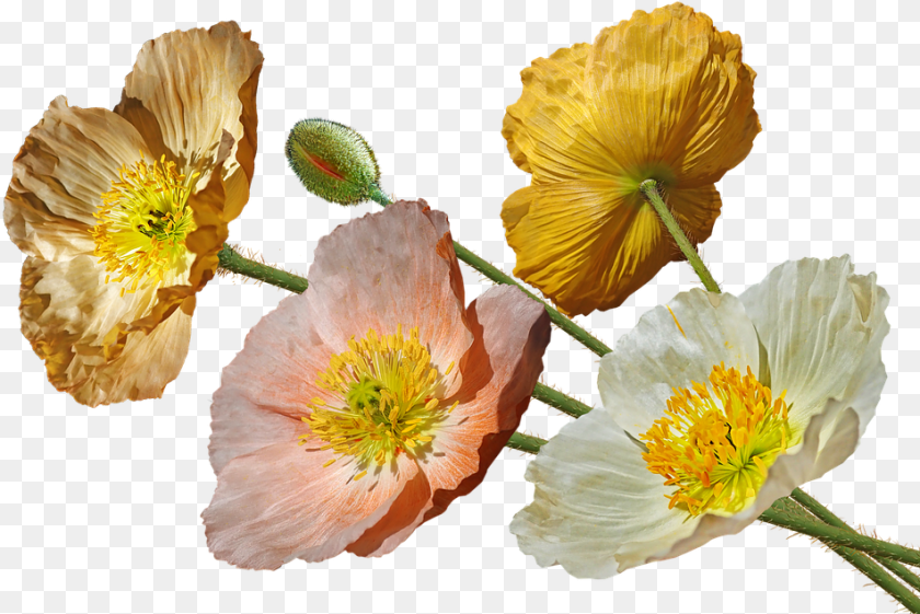 951x635 Poppies Iceland Flowers Flor Amapola De Islandia, Flower, Plant, Pollen, Petal Clipart PNG