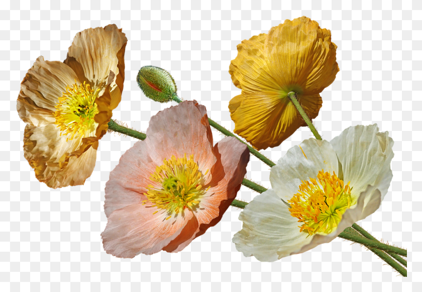 951x635 Маки Исландия Цветы Весна Сад Природа Кукурузный Мак, Растение, Пыльца, Лепесток Png Скачать