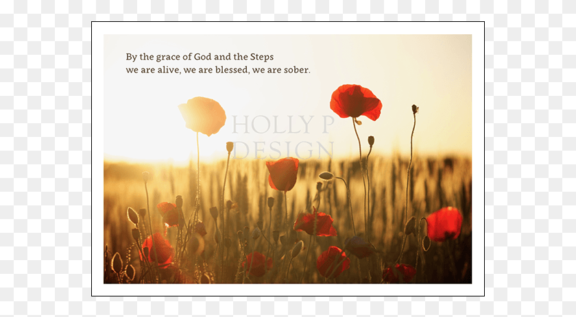 575x403 Poppies In The Sun By The Grace Of God And The Steps Happy Easter Christ Is Risen, Plant, Flower, Blossom HD PNG Download