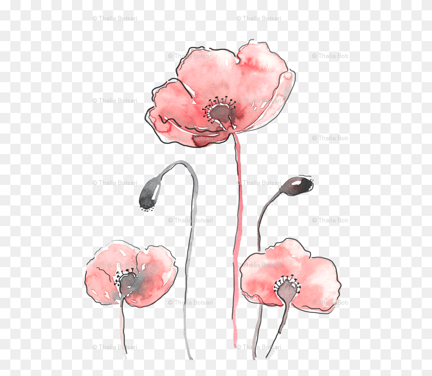 515x672 Poppy, Plant, Flower, Blossom HD PNG Download