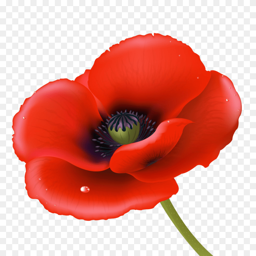Poppy, Flower, Plant, Rose Clipart PNG