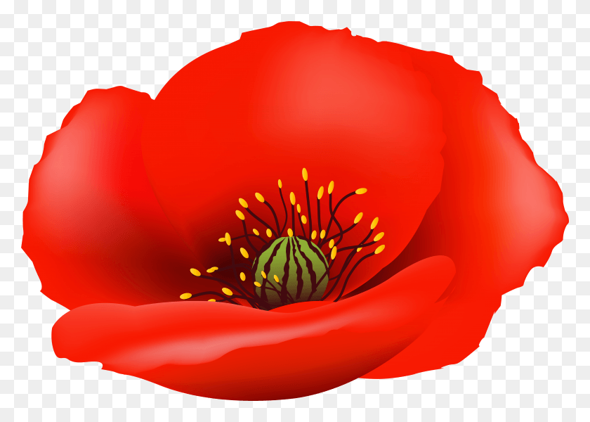 7829x5422 Poppy Clip Art, Plant, Pollen, Petal HD PNG Download