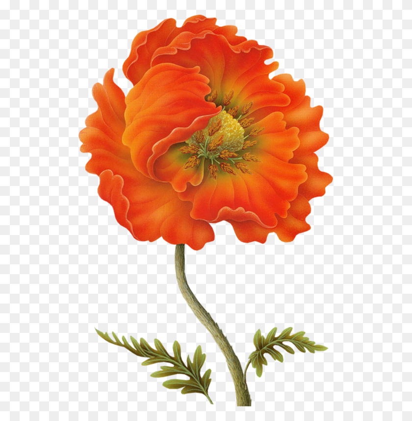 519x800 Poppy Clipart Vintage Botanical Poppy, Plant, Flower, Blossom HD PNG Download
