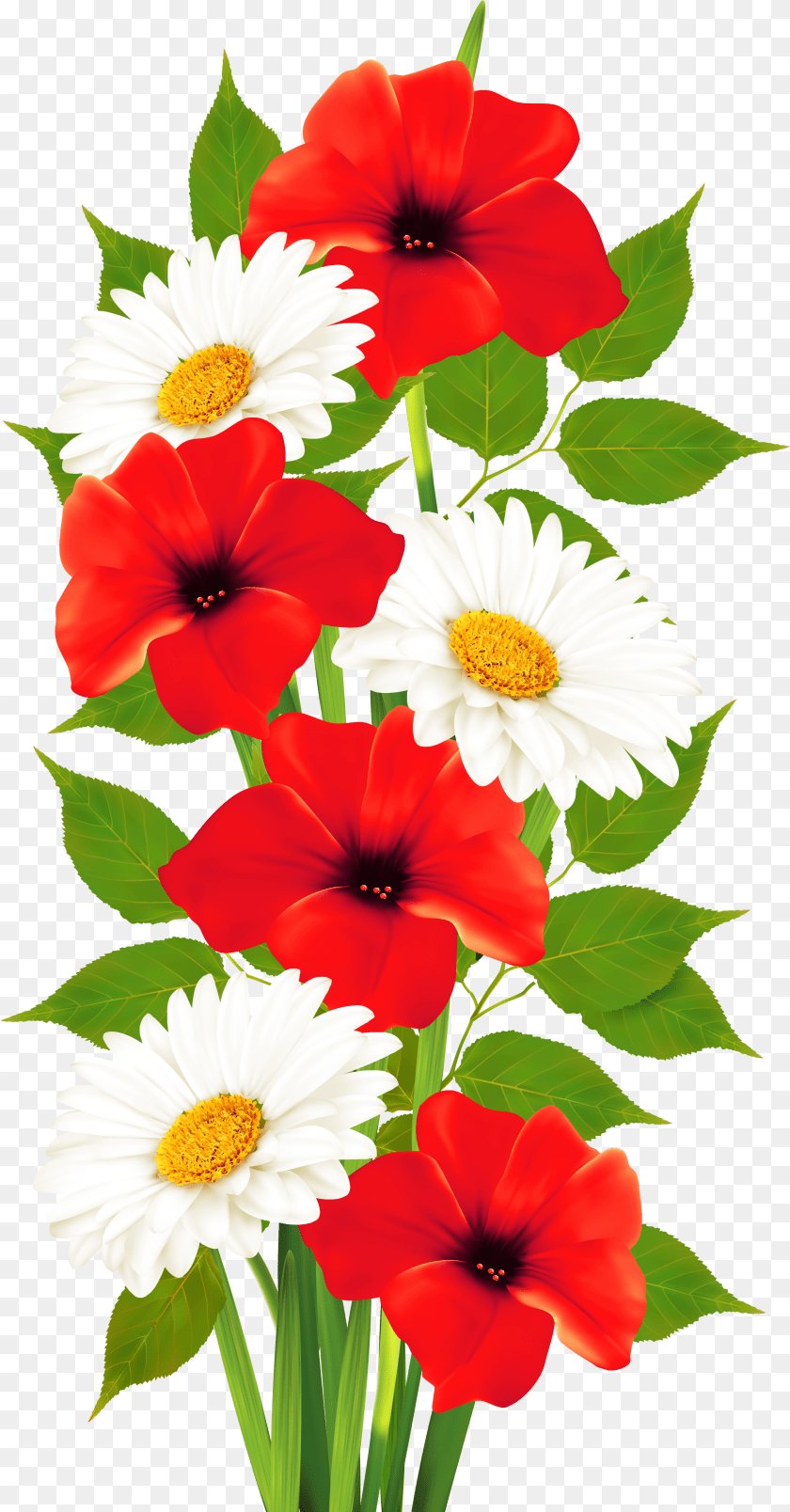 2612x5001 Poppy Flower Download Flower Colour Clipart PNG