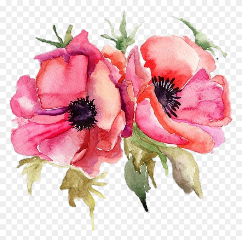 914x908 Poppyflower Sticker Flowers In Water Color, Plant, Rose, Flower HD PNG Download