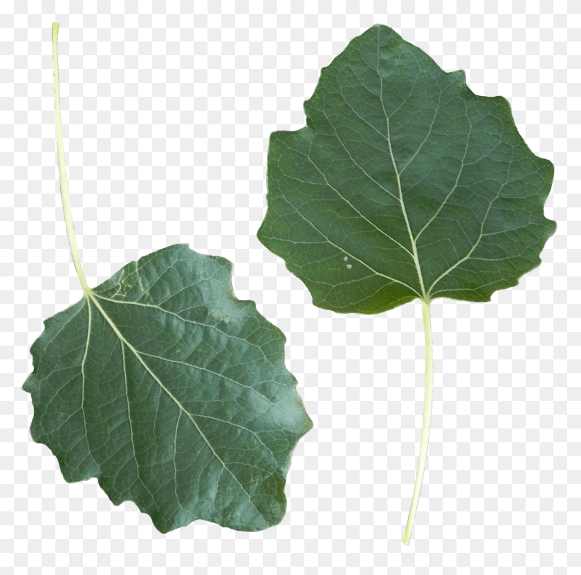 1867x1849 Лист Populus Alba Лицевая Сторона Populus Alba, Растение, Дерево, Плющ Png Скачать