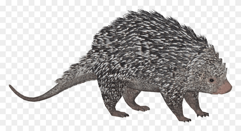 1002x513 Porcupine, Mammal, Animal, Rodent HD PNG Download
