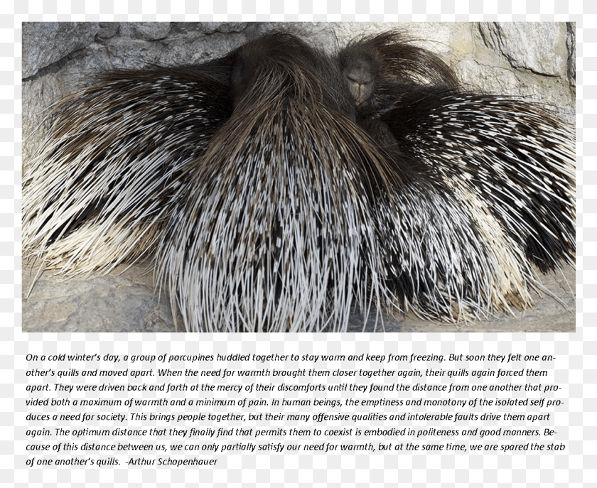 1126x906 Porcupine Story New World Porcupine, Hedgehog, Mammal, Animal HD PNG Download