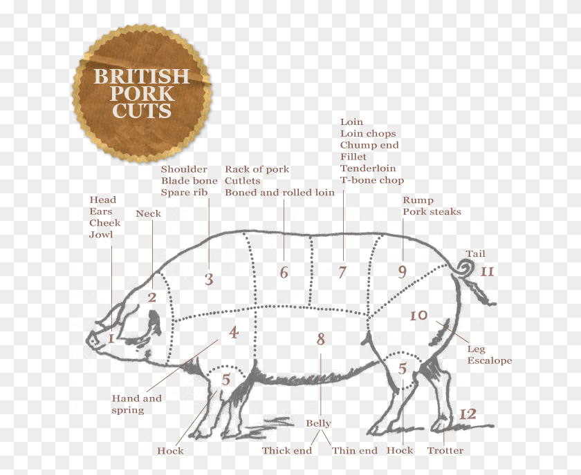642x628 Pork Drawing Beef Carcass Uk Cuts Of Pork, Vegetation, Plant, Plot HD PNG Download
