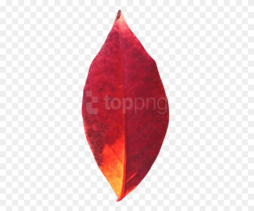 304x637 Portable Network Graphics, Plant, Leaf, Tree HD PNG Download