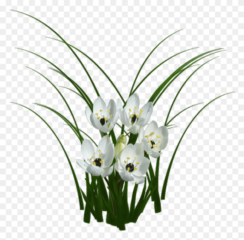 791x777 Portable Network Graphics, Plant, Flower, Blossom HD PNG Download