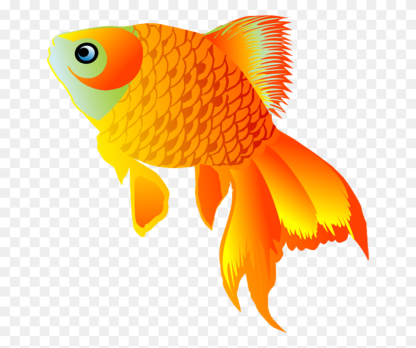 651x644 Переносимая Сетевая Графика 2006, Золотая Рыбка, Рыба, Животное Hd Png Скачать