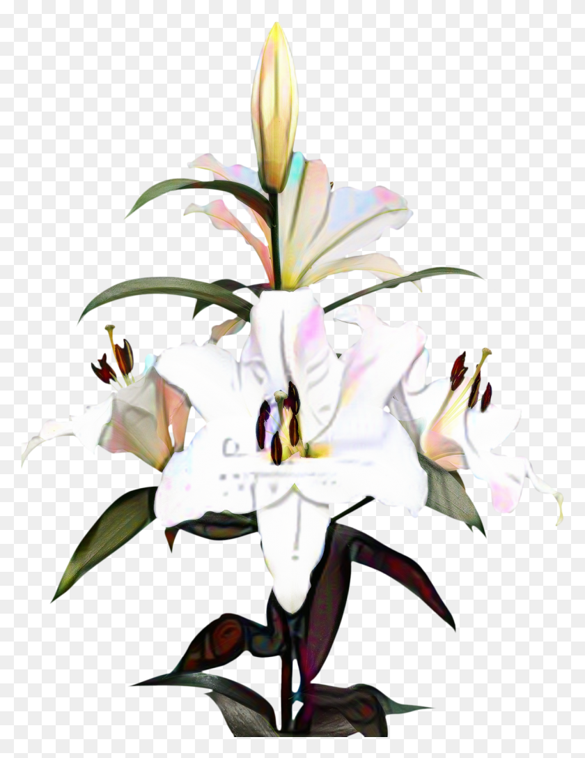 1166x1536 Portable Network Graphics Clip Art Madonna Lily Image Lilium Transparent, Plant, Flower, Blossom HD PNG Download