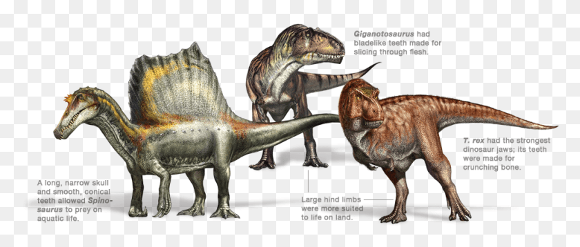 964x369 Post Giganotosaurus National Geographic, Dinosaur, Reptile, Animal HD PNG Download
