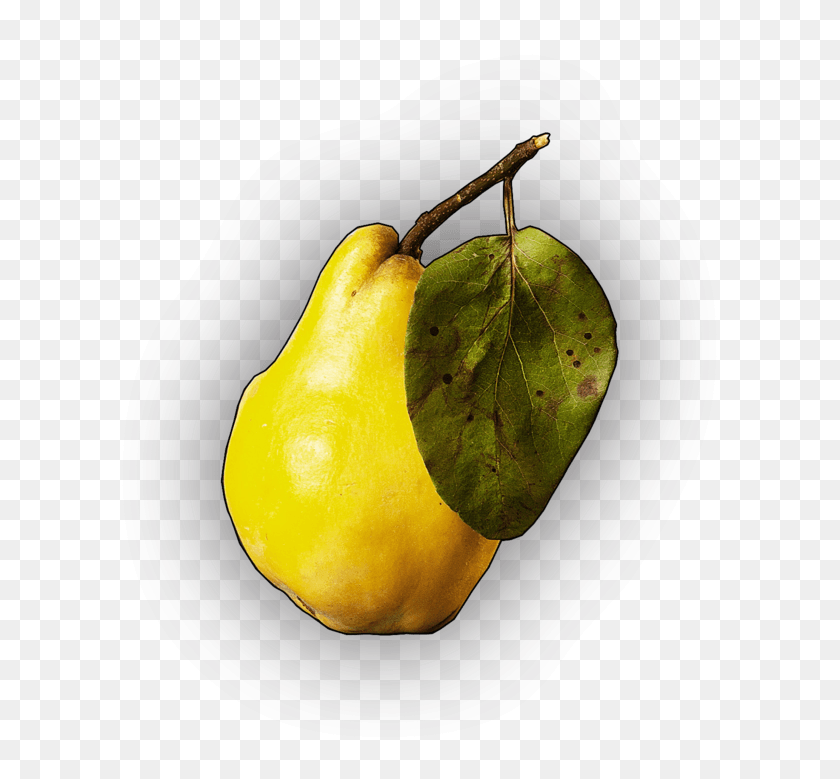 619x719 Post Malone X Juice Wrld X Trevor Daniel Type Beat, Pear, Fruit, Plant HD PNG Download