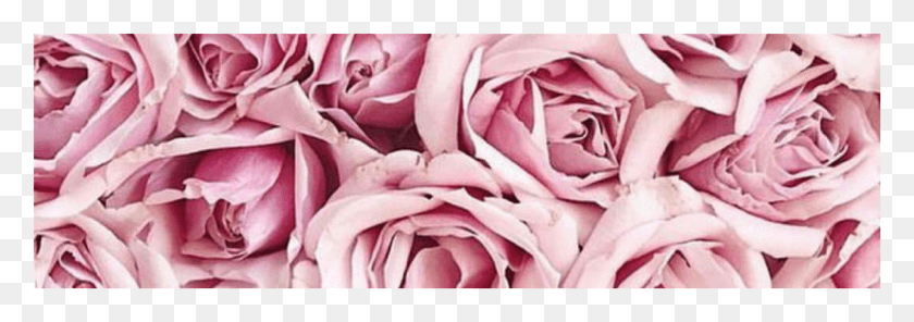 2682x813 Post Navigation Pink Flower Background Aesthetic, Plant, Rose, Flower HD PNG Download
