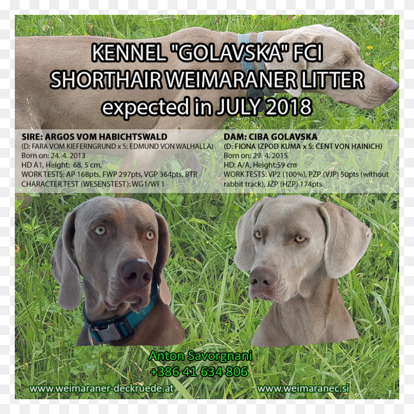 800x800 Post Navigation Weimaraner, Dog, Pet, Canine HD PNG Download