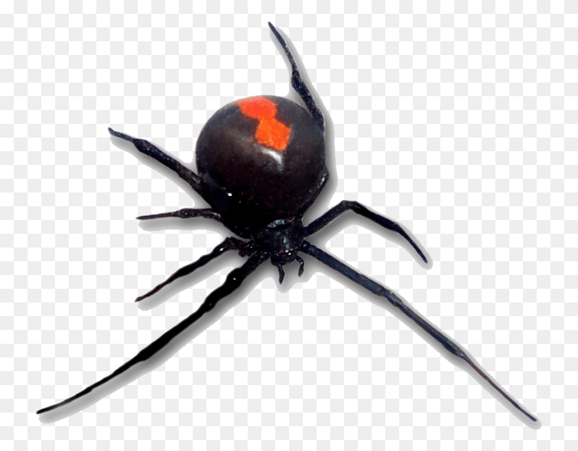 738x596 Post Red Back Spider, Invertebrate, Animal, Insect HD PNG Download