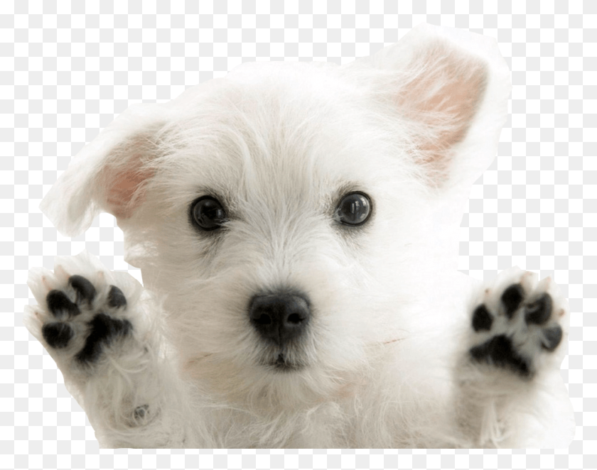 962x743 Posted 2 Years Ago With 6 Notes, Dog, Pet, Canine HD PNG Download