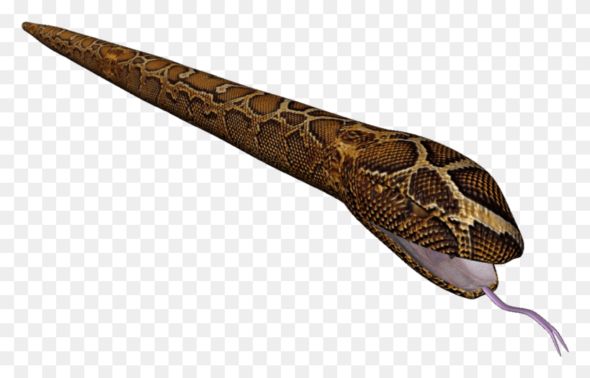 1115x684 Posted 20th June 2013 By Tyler Frenguelli Serpent, Snake, Reptile, Animal HD PNG Download
