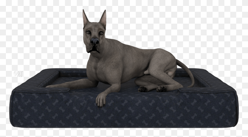 1365x708 Posted By Rj At Giant Dog Breed, Skin, Pet, Canine HD PNG Download