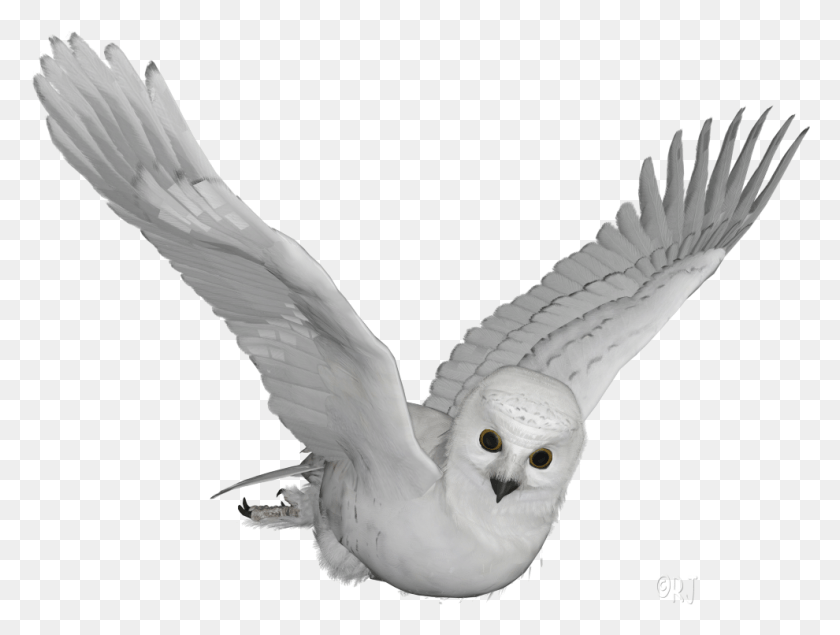 990x730 Posted By Rj At Snowy Owl, Bird, Animal, Flying HD PNG Download