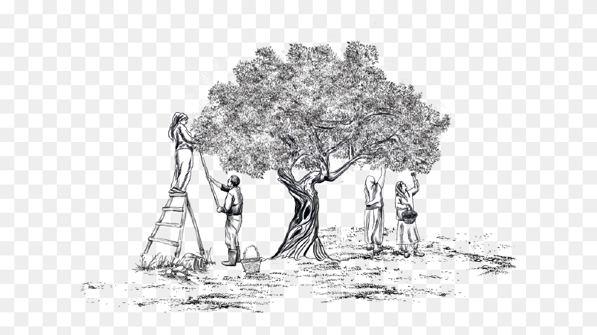 616x412 Опубликовано 6 Июня 2018 Г. Полный Размер, Дерево, Растение, Человек Hd Png Скачать