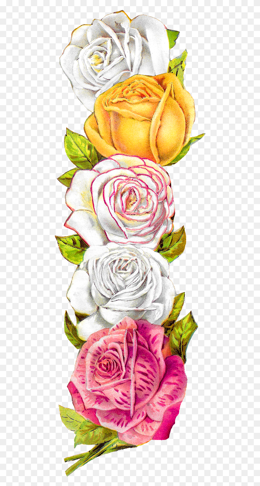 488x1512 Posted On The Graphics Monarch There Is A Pretty Vintage Rose Border, Flower, Plant, Blossom HD PNG Download