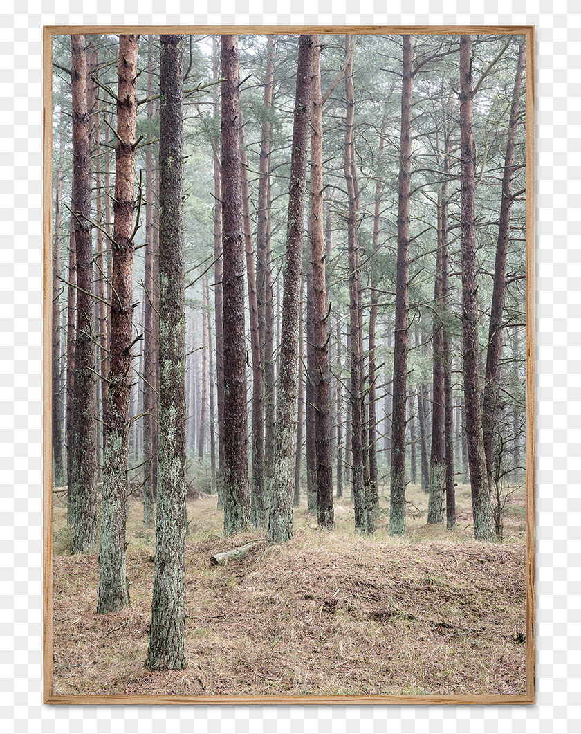 727x1001 Poster, Tree, Plant, Woodland HD PNG Download