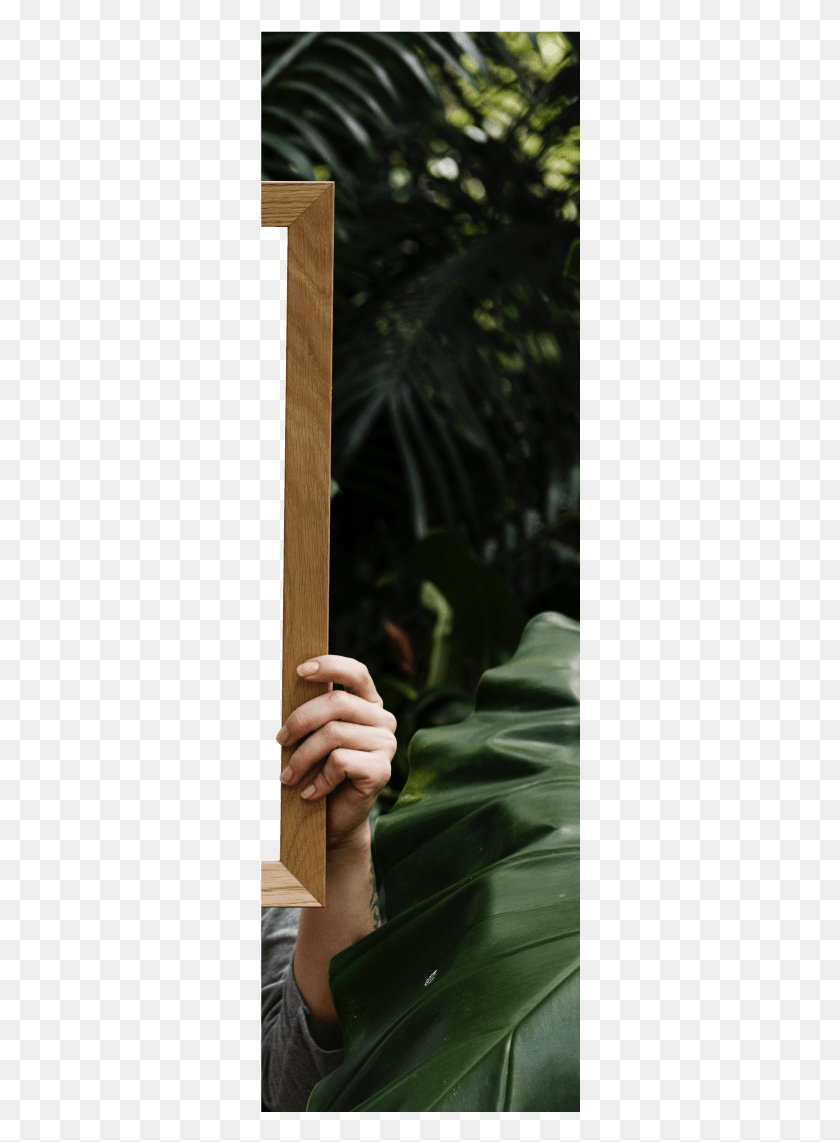 Poster, Plant, Flower, Blossom HD PNG Download