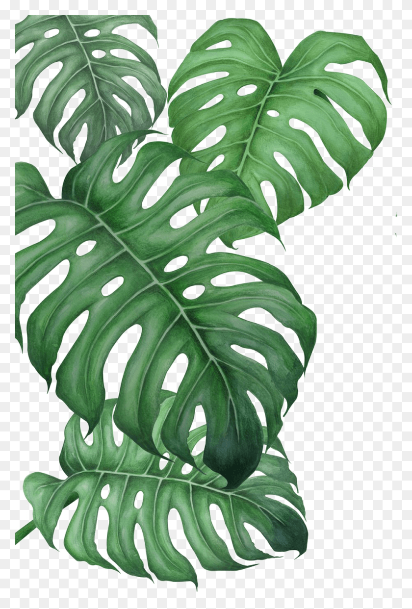 933x1415 Poster Art Drawing Monstera Leaf Printable Art, Plant, Fern, Person HD PNG Download