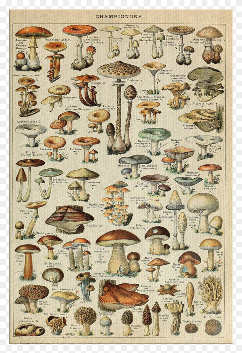 1291x1932 Poster Champignons HD PNG Download