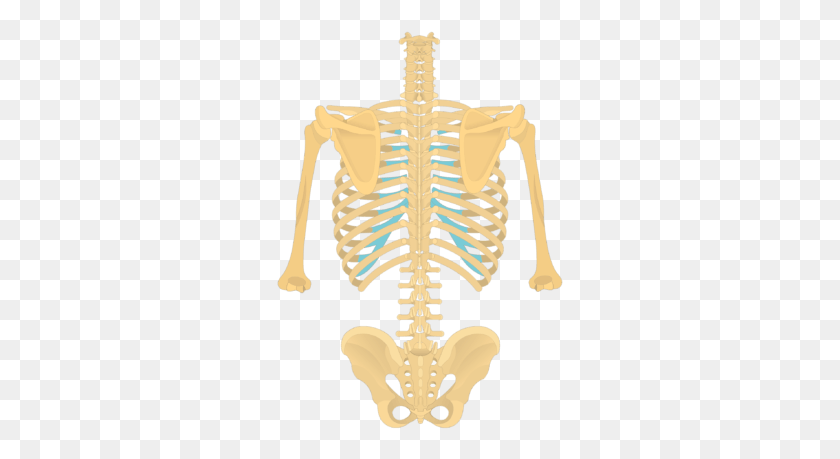 287x399 Posterior View Of The Vertebral Column And Rib Cage Thoracic Vertebrae Posterior View, Skeleton, Cross, Symbol HD PNG Download