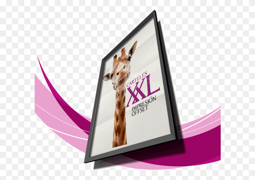 617x533 Posters Xxl Llama, Text, Advertisement, Giraffe HD PNG Download