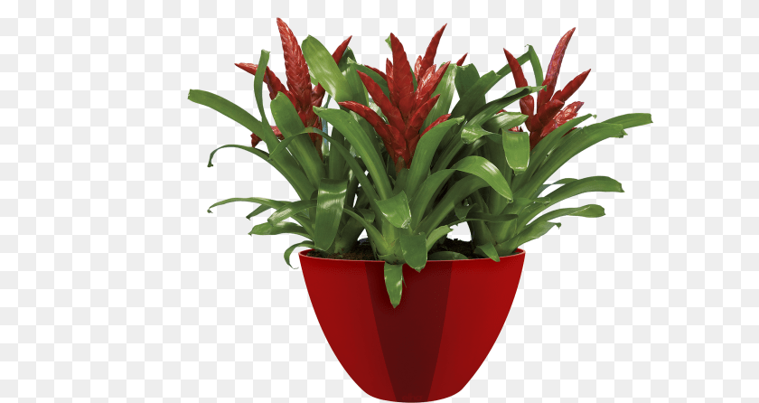 607x446 Pot De Fleur En Boule, Plant, Potted Plant, Jar, Planter Clipart PNG